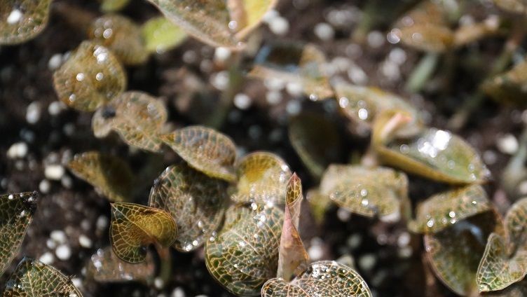 江西芦溪：深山种药草 拓宽脱贫路