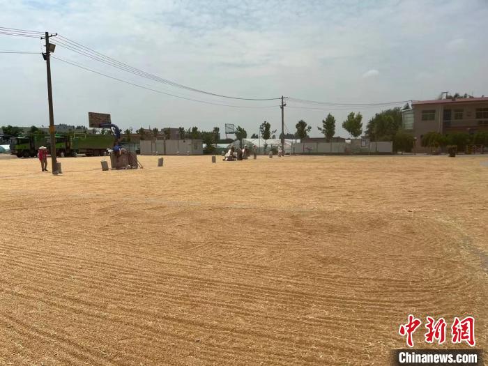 图为西安市长安区长丰农机专业合作社收小麦、晾晒小麦的丰收场景。　西安市农业农村局供图